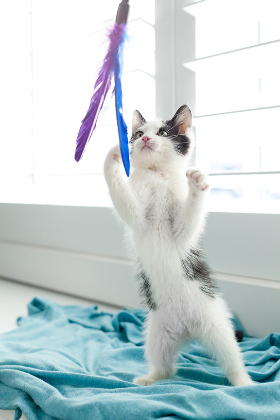 20-Kittens-7937