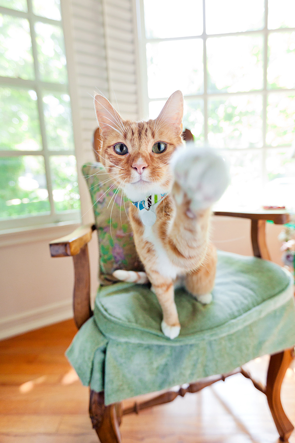 28-PetRescue_0113
