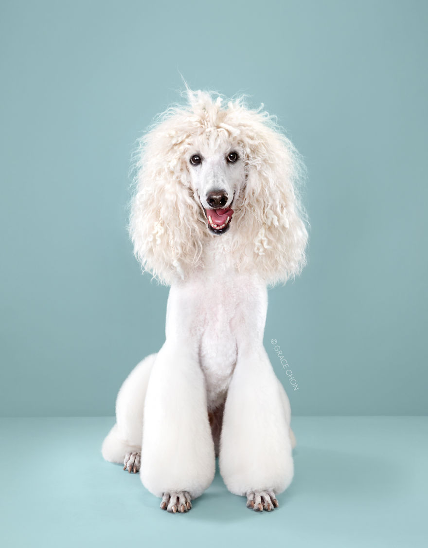 Dogs-Before-and-After-their-Haircuts-Part-2-20-photos-5bf4b712dd7cd__880