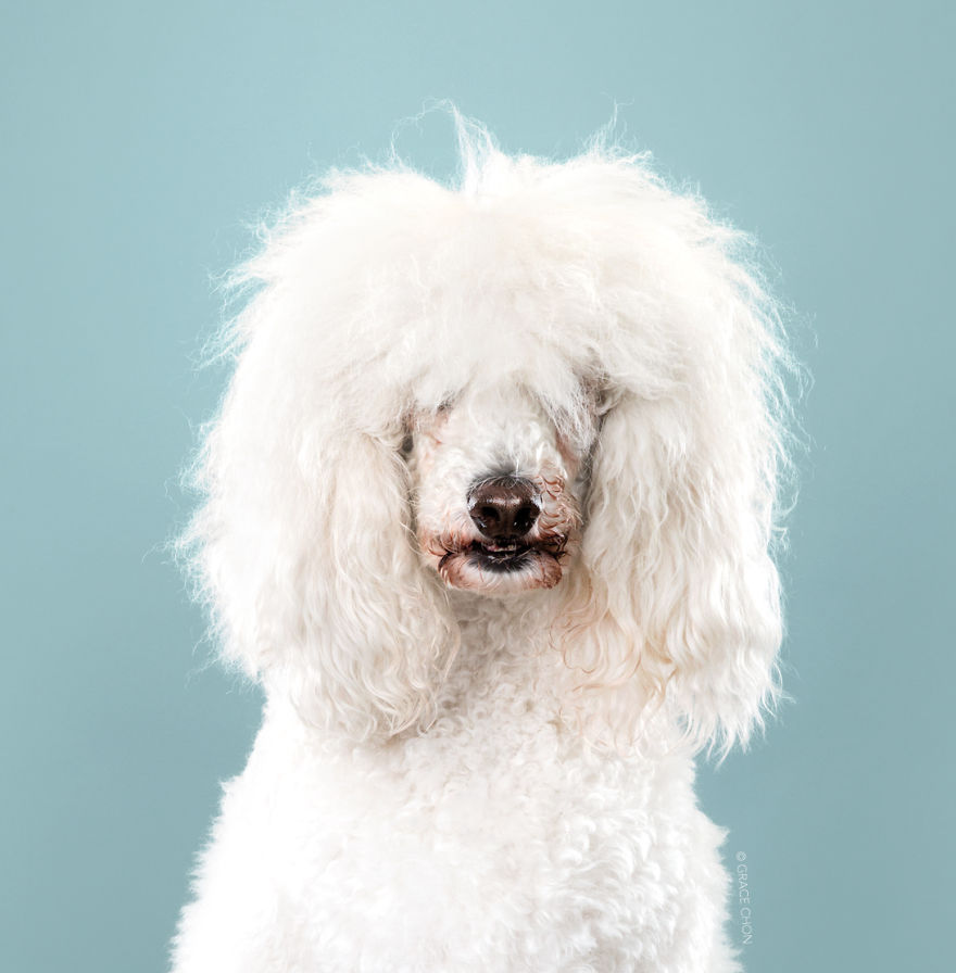 Dogs-Before-and-After-their-Haircuts-Part-2-36-photos-5bf4b4852b03d__880