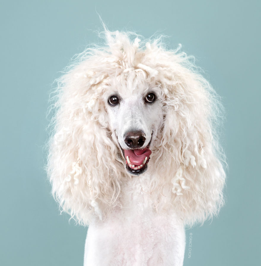 Dogs-Before-and-After-their-Haircuts-Part-2-36-photos-5bf4b491a44f5__880