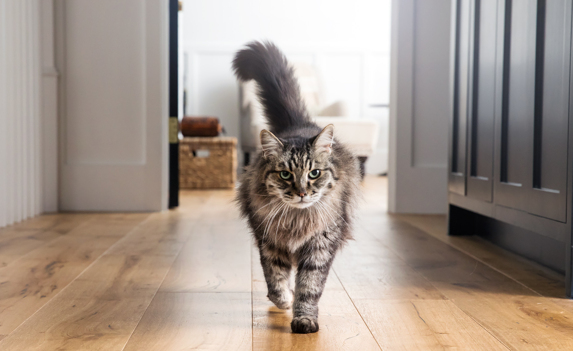 Main_Coon_Leaping_and_Walking_1047